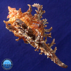 Chicoreus spectrum (Reeve, 1846) - Imagem 3