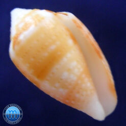 Conus selenae Van Mol & T. K., 1967