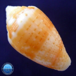 Alternative view of Conus selenae Van Mol & T. K., 1967
