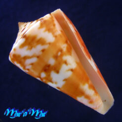 Conus carioca Petuch, 1986