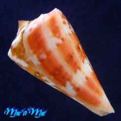 Conus carioca Petuch, 1986 - Imagem 3