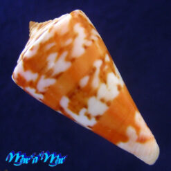 Conus carioca Petuch, 1986 - Imagem 2