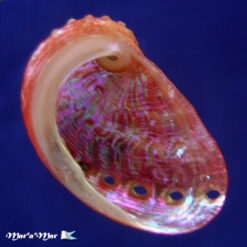 Alternative view of Haliotis aurantium Simone, 1998