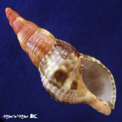 Charonia variegata (Lamarck, 1816)
