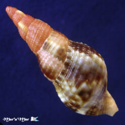 Charonia variegata (Lamarck, 1816) - Image 2