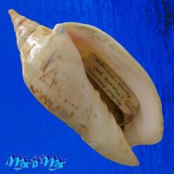 Alcithoe arabica swaisoni (Matwick, 1926)