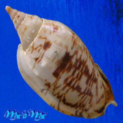 Alternative view of Alcithoe arabica swaisoni (Matwick, 1926)