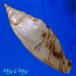 Alcithoe arabica swaisoni (Matwick, 1926) - Imagem 3