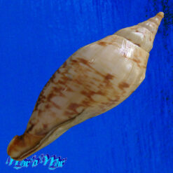 Alcithoe arabica swaisoni (Matwick, 1926) - Imagem 4
