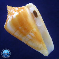 Conus xanthocinctus Petuch, 1986