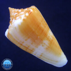 Alternative view of Conus xanthocinctus Petuch, 1986