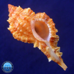 Siratus coltrorum E. Vokes, 1991