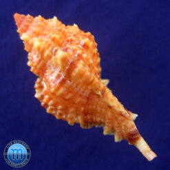 Alternative view of Siratus coltrorum E. Vokes, 1991