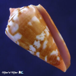 Conus spiritussanctus (Crabos, 2025)