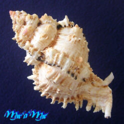 Phyllonotus occulatus (Reeve, 1845) - Imagem 2