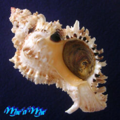 Phyllonotus occulatus (Reeve, 1845)