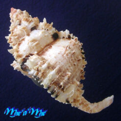 Phyllonotus occulatus (Reeve, 1845) - Imagem 3