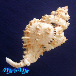 Phyllonotus occulatus (Reeve, 1845) - Imagem 4