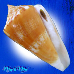 Conus xanthocinctus Petuch, 1986