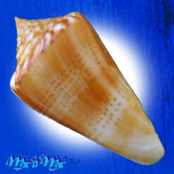 Alternative view of Conus xanthocinctus Petuch, 1986