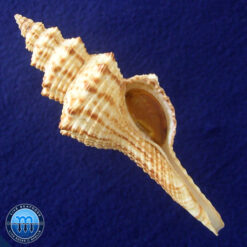 Goniofusus brasiliensis (Grabau, 1904)