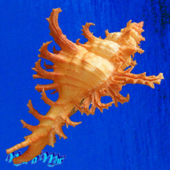Chicoreus spectrum (Reeve, 1846) - Imagem 4