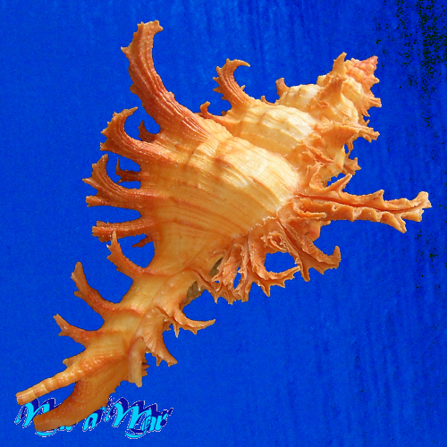 Chicoreus spectrum (Reeve, 1846) - Imagem 4