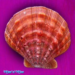 Nodipecten nodosus (Linnaeus, 1758)