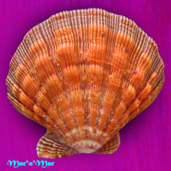 Alternative view of Nodipecten nodosus (Linnaeus, 1758)