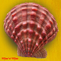 Nodipecten nodosus (Linnaeus, 1758)