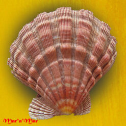 Nodipecten nodosus (Linnaeus, 1758) - Image 2