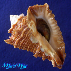 Vasum cf. cassiforme (Kiener, 1841)