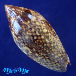 Plicoliva zelindae (Petuch, 1979) - Imagem 2