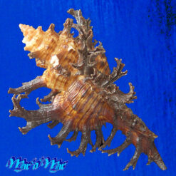 Chicoreus spectrum (Reeve, 1846) - Imagem 4