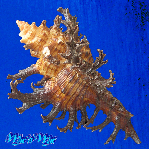 Chicoreus spectrum (Reeve, 1846) - Imagem 4