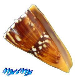 Conus riosi Petuch, 1986