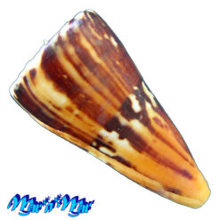Alternative view of Conus riosi Petuch, 1986