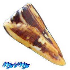 Conus riosi Petuch, 1986 - Imagem 3