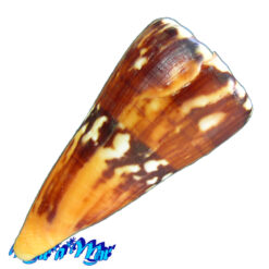 Conus riosi Petuch, 1986 - Imagem 4