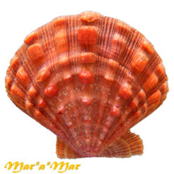 Nodipecten nodosus (Linnaeus, 1758)