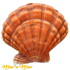 Nodipecten nodosus (Linnaeus, 1758) - Imagem 2