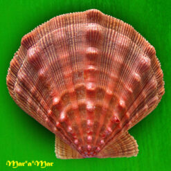 Nodipecten nodosus (Linnaeus, 1758)