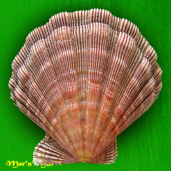 Nodipecten nodosus (Linnaeus, 1758) - Imagem 2