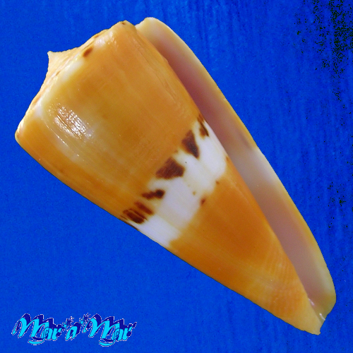 Conus (Dauciconus) valentinae D. Monteiro & A. Monteiro, 2024