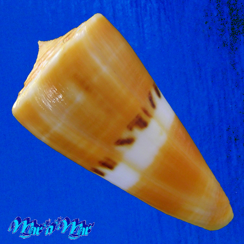 Conus (Dauciconus) valentinae D. Monteiro & A. Monteiro, 2024 - Imagem 2