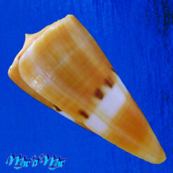 Conus (Dauciconus) valentinae D. Monteiro & A. Monteiro, 2024 - Imagem 3