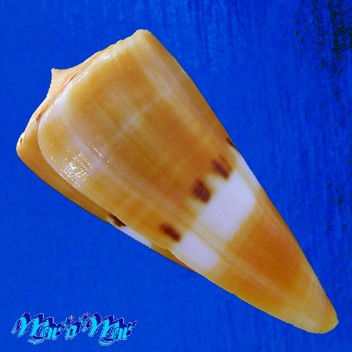 Conus (Dauciconus) valentinae D. Monteiro & A. Monteiro, 2024 - Imagem 3