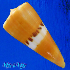 Conus (Dauciconus) valentinae D. Monteiro & A. Monteiro, 2024 - Imagem 4