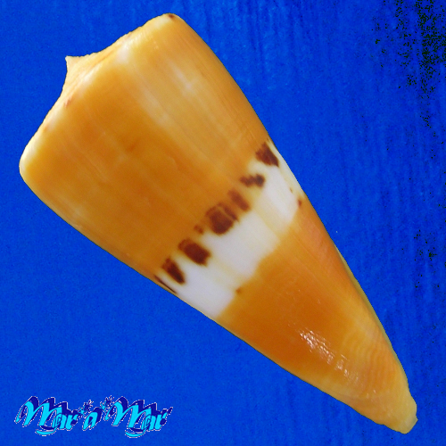 Conus (Dauciconus) valentinae D. Monteiro & A. Monteiro, 2024 - Imagem 4