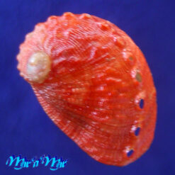 Haliotis aurantium Simone, 1998